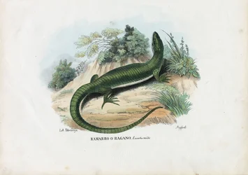 Lézard vert européen, 1863-79